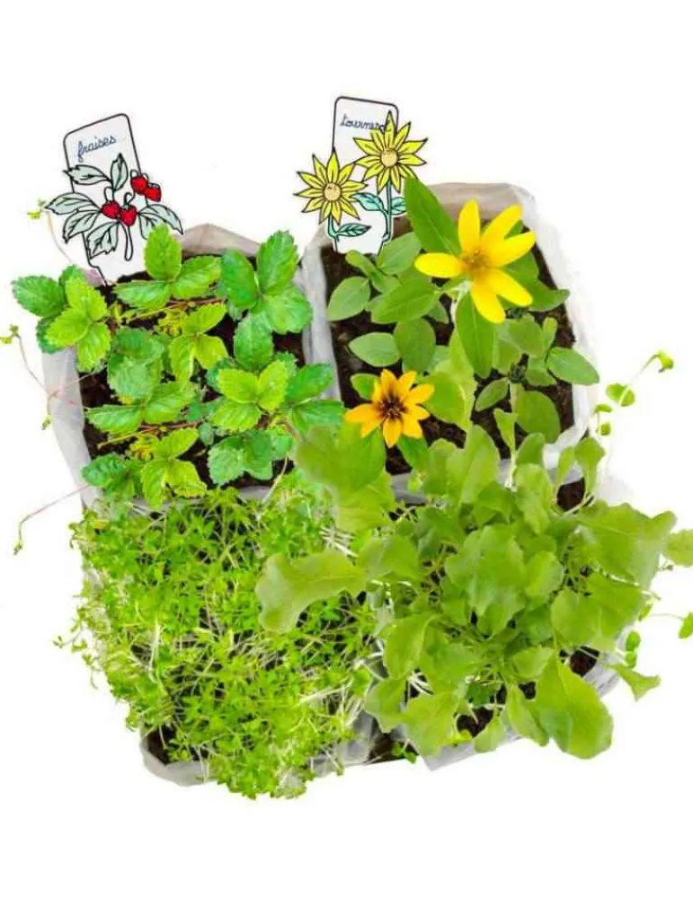 Radis et Capucines L'atelier mini potager - Radis et Capucine Best