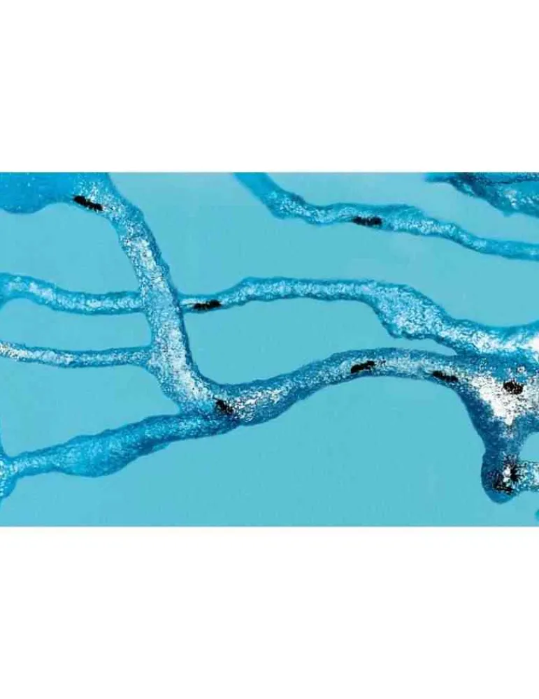 Antquarium Super Forest Ant - vivarium fourmis et plantes - jouet scientifique New